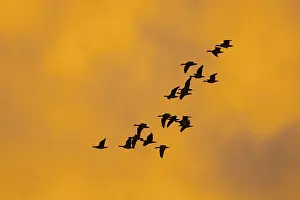Greylag geese (anser anser) in front of the dawn