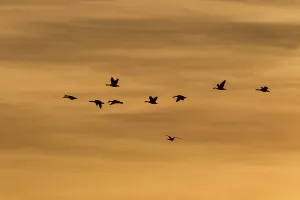 Greylag Geese (Anser anser) in flight in front of an evening sky