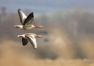 Two greylag geese (Anser anser) in flight with symmetrical wings over a blurred natural landscape under a cloudy sky