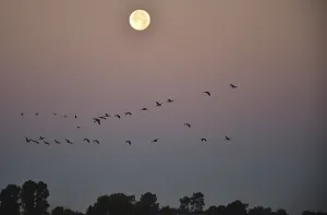 Greylag geese (Anser anser) fly past the full moon at sunrise
