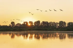 Greylag geese (Anser anser) flying over a pond