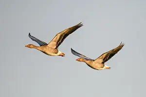 Two greylag geese (Anser anser) flying side by side in the clear sky