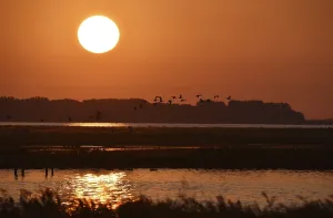 Greylag geese (Anser anser) flying at sunrise