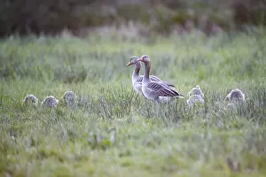 Greylag geese (Anser anser) with their goslings in the tall grass of a green meadow