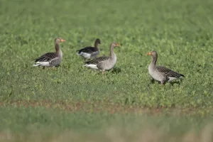 Greylag geese (Anser anser), greylag geese standing and lying in a field