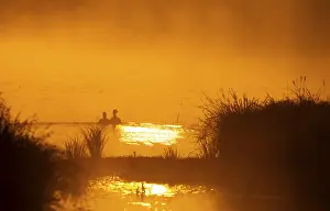 Greylag geese (Anser anser), morning mood