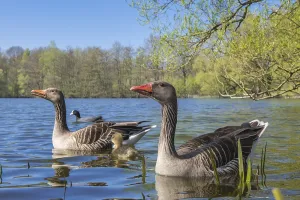 Greylag geese ( anser anser) with her offspring on a lake
