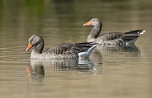 Greylag geese (Anser anser) swimming on a pond