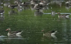 Greylag geese (Anser anser) on the water
