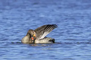 Greylag geese, graylag goose (Anser anser)