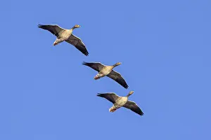 Three greylag geese, graylag goose (Anser anser) flying against blue sky in winter