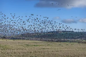 Greylag Geese taking flight from a field of stubble