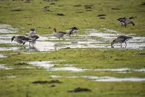 Greylag geese in a wet meadow