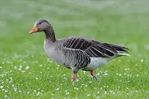 Greylag goose (Anser anser)