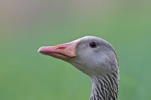 Greylag Goose (Anser anser)