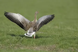 Greylag goose (Anser anser) adult