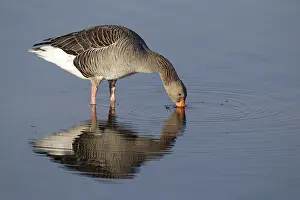 Greylag Goose (Anser anser), adult