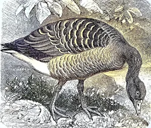 Greylag Goose (Anser anser), Anser cinereus