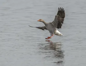 Greylag goose (Anser anser) approaching a body of water