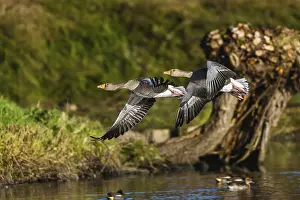 Greylag Goose, Anser anser, birds in flight over winter marshes