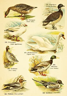 Greylag goose (Anser anser), brant goose (Branta bernicla)