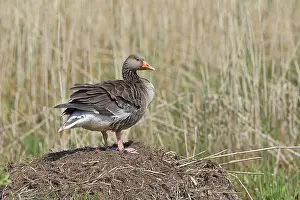 Greylag goose (Anser anser) building a nest