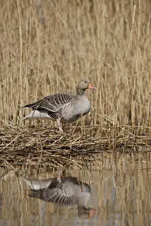 Greylag goose (Anser anser) building a nest in the reeds