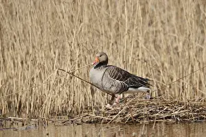 Greylag goose (Anser anser) building a nest in the reeds