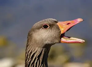 Greylag goose (Anser anser ) calling