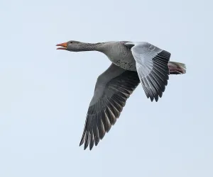 Greylag goose (Anser anser) calling in flight