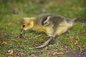 Greylag goose (Anser anser), Chick