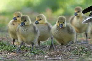 Greylag goose (Anser anser), chick