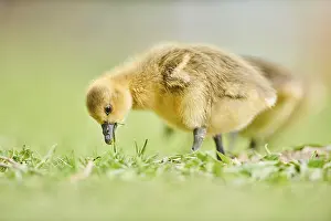 Greylag goose (Anser anser) chick on a meadow