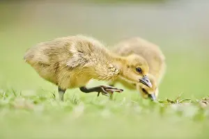 Greylag goose (Anser anser) chick on a meadow