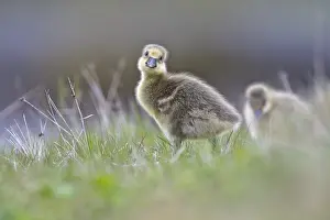 Greylag goose (Anser anser), chicks