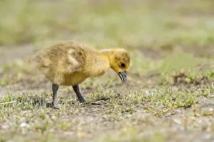Greylag goose (Anser anser) chicks foraging