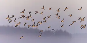 Greylag Goose (Anser anser) Departure in fog