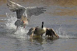 Greylag goose (Anser anser) fights with Canada goose (Branta canadensis)
