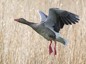 Greylag goose (Anser anser) in flight