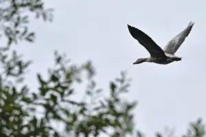 Greylag goose (Anser anser) in flight