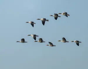 Greylag goose (Anser anser), a flock of greylag geese in flight