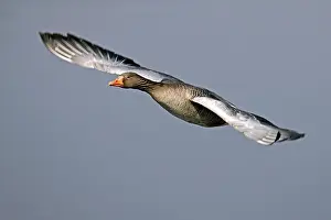 Greylag goose (Anser anser) flying