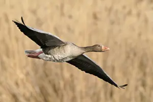 Greylag goose (Anser anser) flying