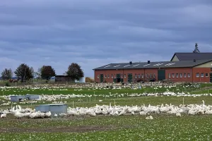 Greylag goose (Anser anser) in Goose Farm, Germany