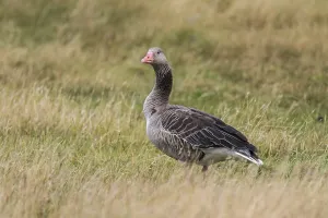 Greylag Goose (Anser anser) in the grass