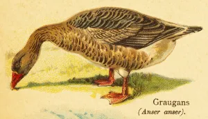 Greylag goose (Anser anser) grazing