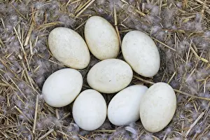 Greylag Goose (Anser anser), greylag geese