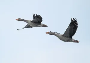 Greylag goose (Anser anser), two greylag geese in flight