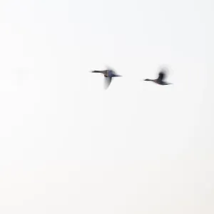 Greylag goose (Anser anser), two greylag geese in flight