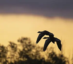 Greylag goose (Anser anser), Greylag geese in flight in front of a dramatically coloured morning sky